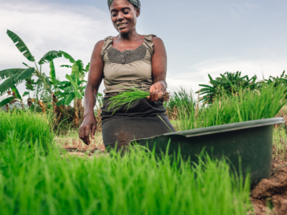 L’exportation de produits alimentaires biologiques peut transformer l’économie.